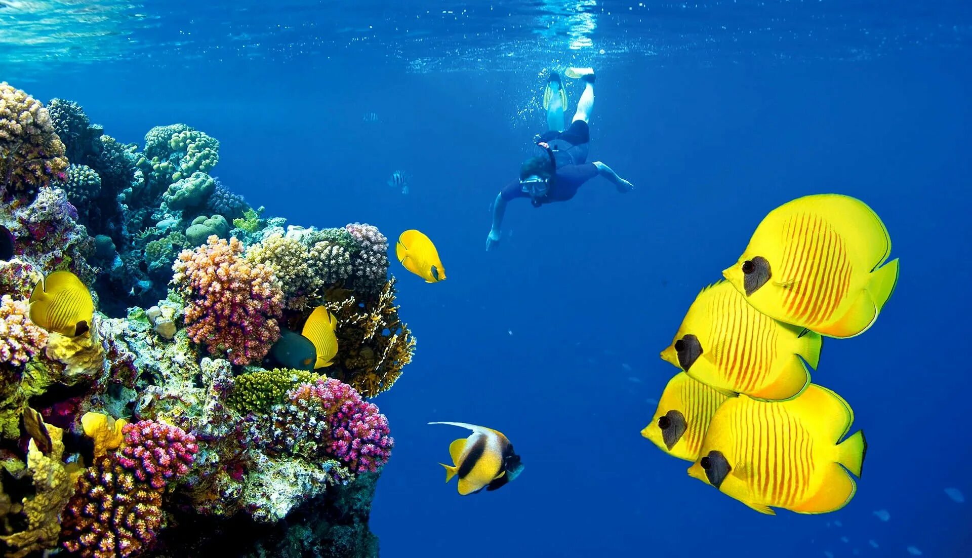 Красное море риф шарм эль шейх. Коралловый риф в шарм эль шейхе. Рифы в шарм эль шейхе. Подводный риф шарм-эль-шейх. Рифы в шарм эль шейхе.