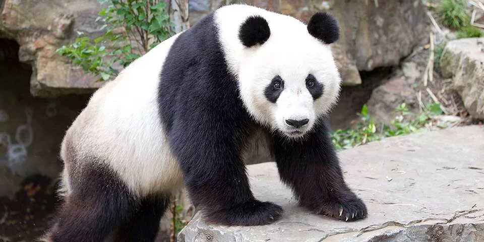 Ареал панды. Большая китайская Панда. Большая красная Панда. Велика Панда Китай. Большая панда медведь
