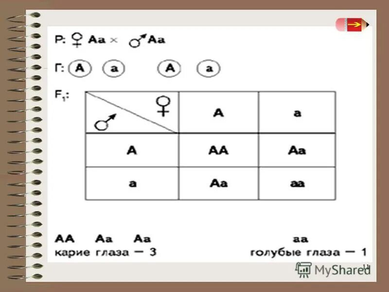 у человека ген тонких губ рецессивен по отношению к гену толстых губ. у человека ген тонких губ рецессивен. у человека ген обусловлен тонкие губы. у человека ген тонких губ рецессивен. тонкие губы рецессивный признак.