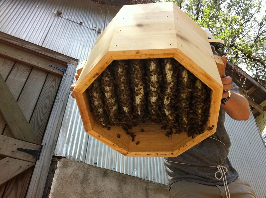 Улик пчелиный. Ловушка для поимки пчелиных роев. Улей для пчел. Пчелиный рой в роевне. Пчелы в улье.