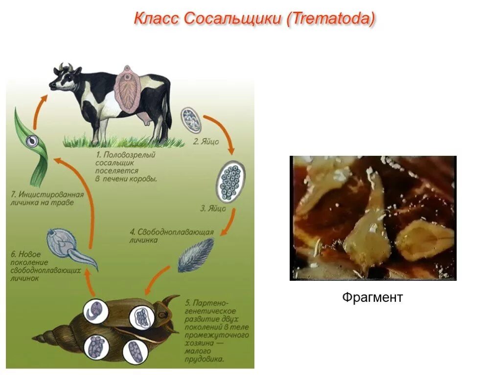 Класс печеночный сосальщик биология. Цикл развития плоских червей печеночный сосальщик. Печеночный сосальщик Тип класс. Строение печеночного сосальщика биология. Тип плоские черви цикл развития печеночного сосальщика.