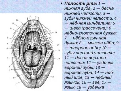 Полость анатомия