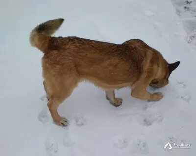 Найдена собака московская область