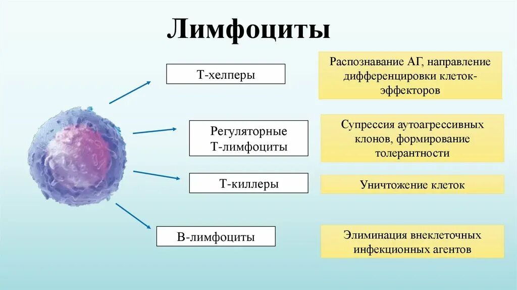 Т и в лимфоциты это. Б лимфоциты строение. в-клетки памяти лимфоциты функции. лимфоциты строение и функции. т лимфоциты строение и функции.