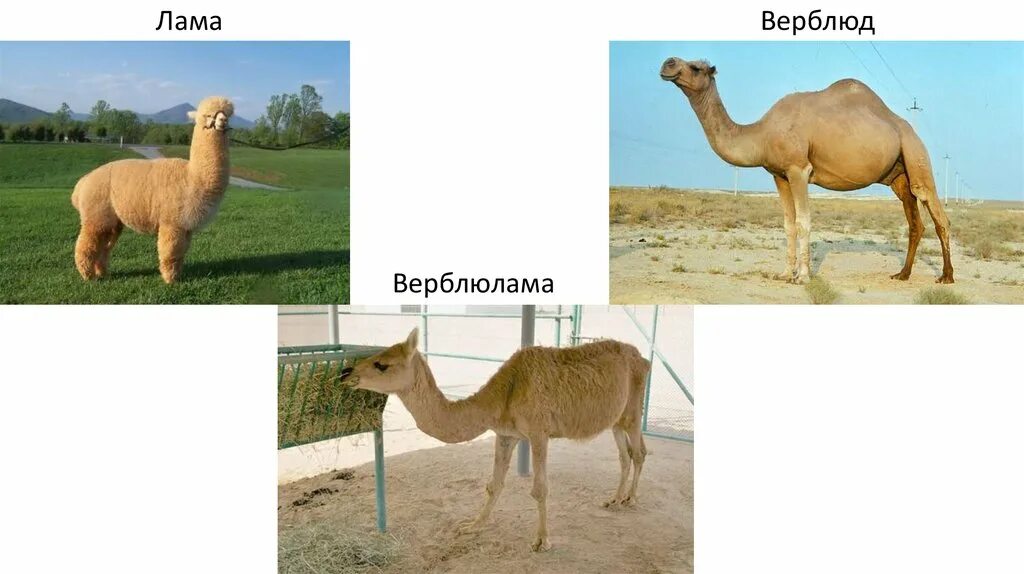 Почему гибриды различных. Смесь верблюда и ламы. межвидовое скрещивание животных. отдаленные гибриды животных. межвидовая гибридизация животных.