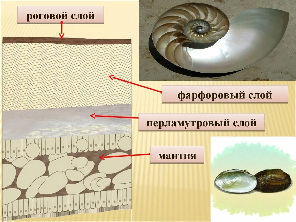 Перламутровый слой. Строение раковины брюхоногих слои. Строение раковины моллюска. Строение раковины моллюсков слои. Тип моллюски строение раковины.