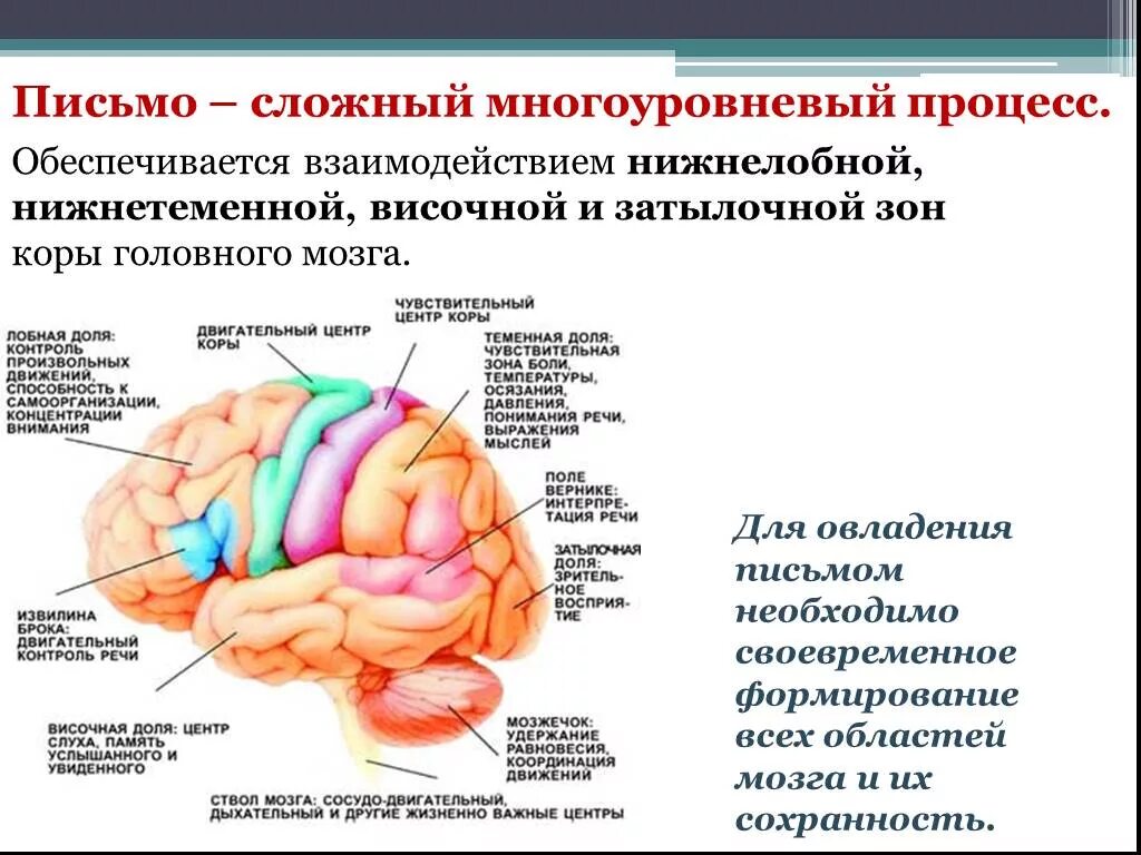 Нижнетеменные отделы коры головного мозга. Речевые зоны мозга. Центры головного мозга. Процесс письма зоны мозга.