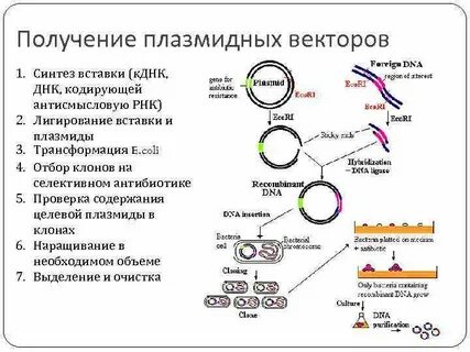 Методы выделения генов
