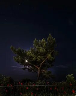 Ночка темная аскер кушу