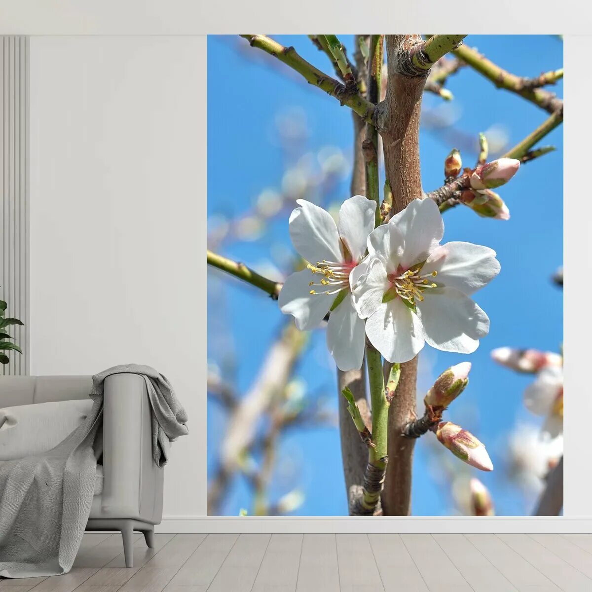 Almond flowers. Миндаль в цвету. Овен цветущий миндаль 418. Цвет миндаль. Миндаль цветение.