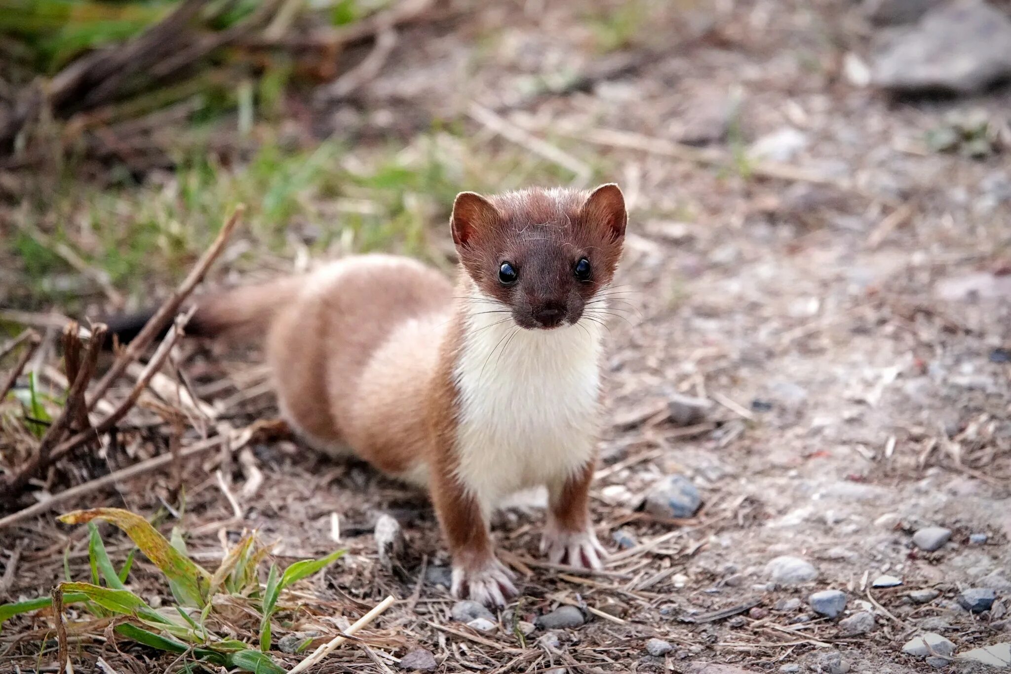 горностай отзывы. фотографии горностая. горностай отзывы. горностай в тундре. сиамский горностай.