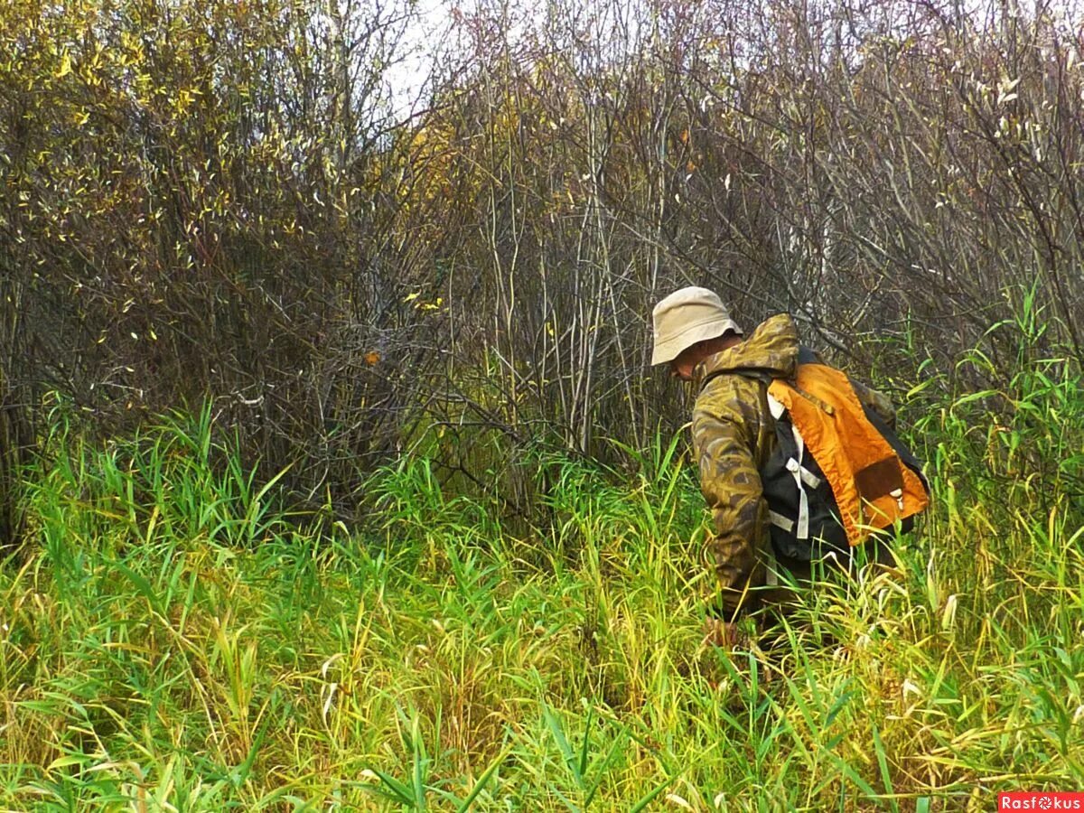 череда трехраздельная гф. отшельник растение. знахарь арт фэнтези. додекатеон. лесничий фэнтези арт.