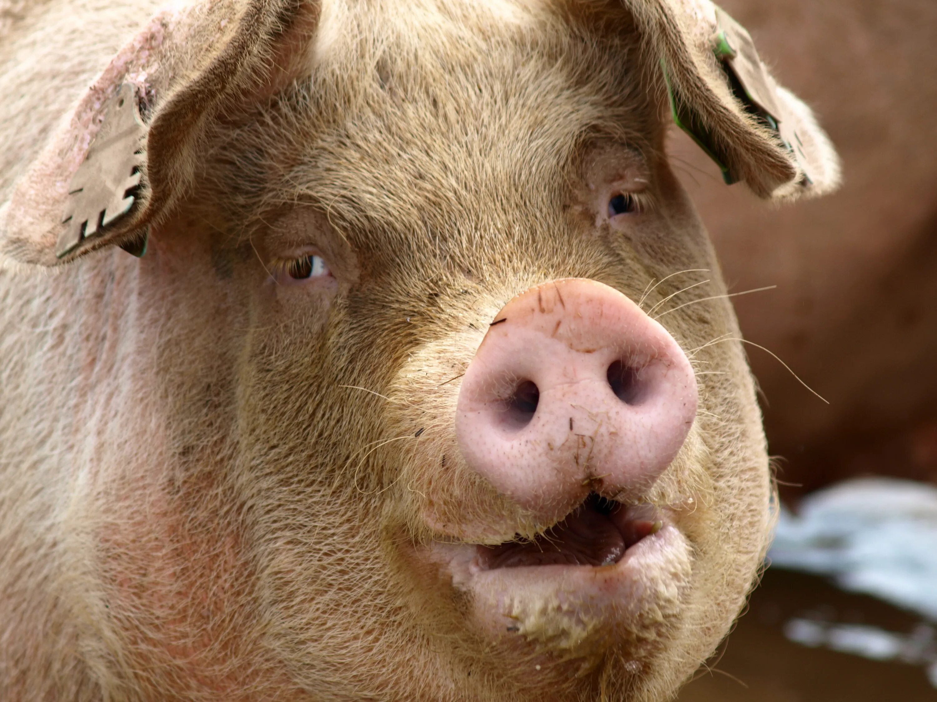 Pig x
