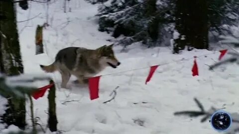 Флажки на волка