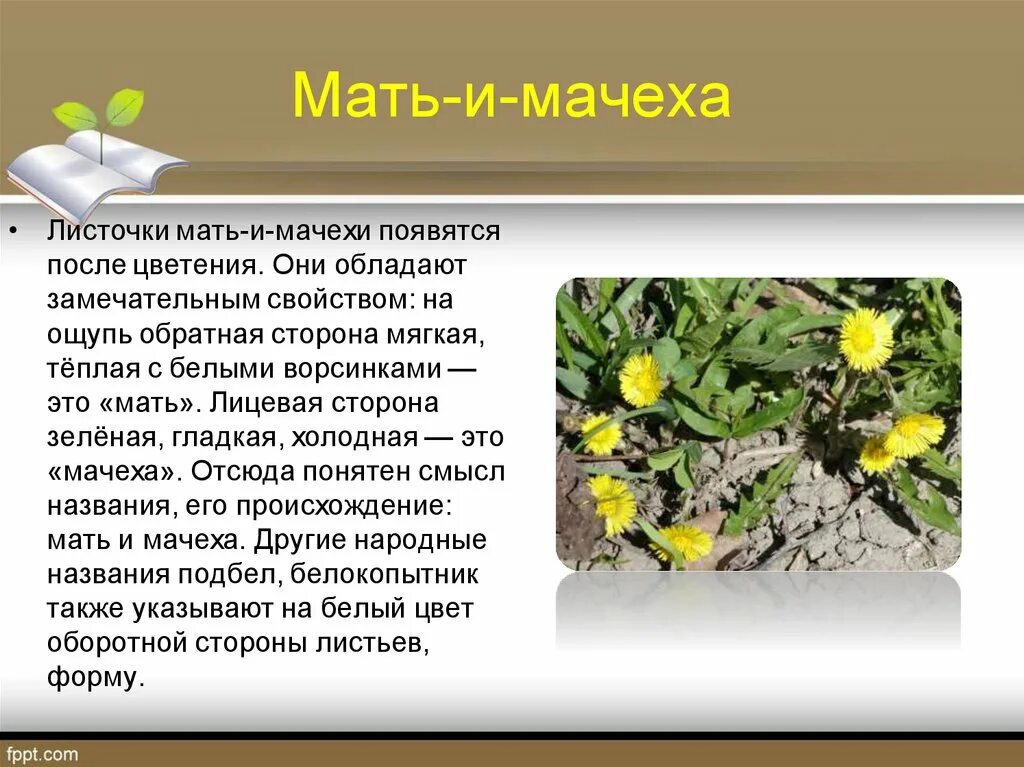 Проект про мать и мачеху 2 класс PPT первоцветы PowerPoint Presentation, free download ID:7101885