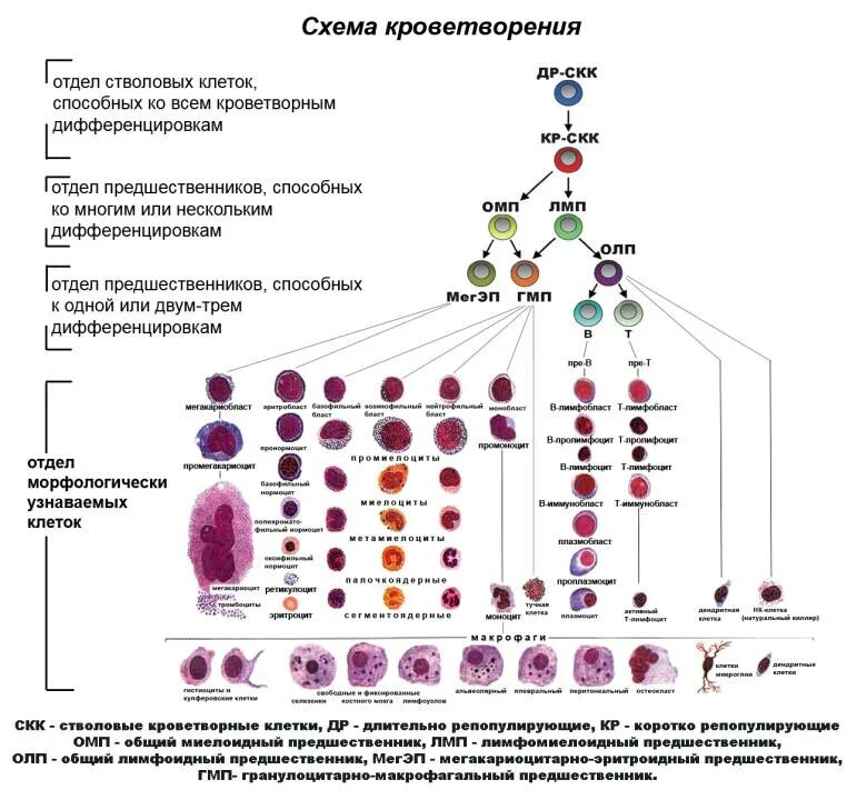 Обеспечивает кроветворение. Схема кроветворения стволовая клетка. Схема гемопоэза гематология. Схема кроветворения гистология. Гемопоэтическая стволовая клетка схема.