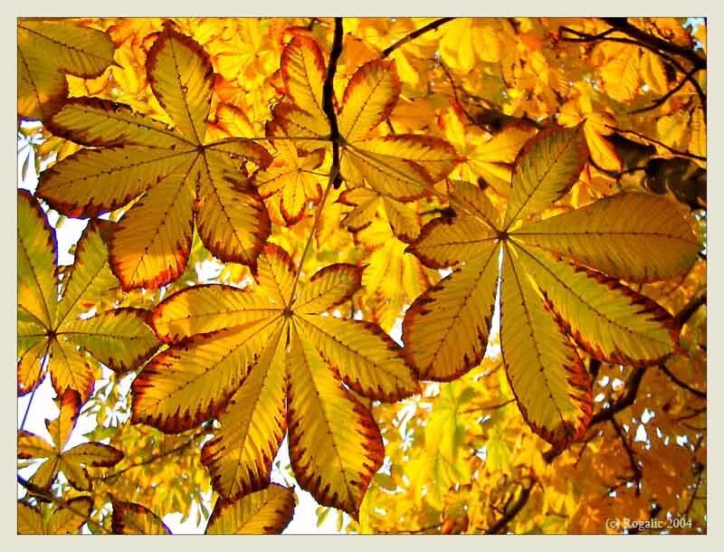 Листья каштана осенью. Лист каштана летний и осенний. Листья каштана летом и осенью. Каштановые листья осенью.