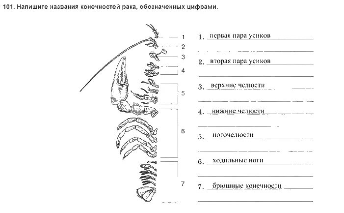 Найдите отделы тела запишите их названия. Строение конечностей ракообразных. строение конечности ракк. названия конечностей ракс. строение конечностей ракообразных и их функции.