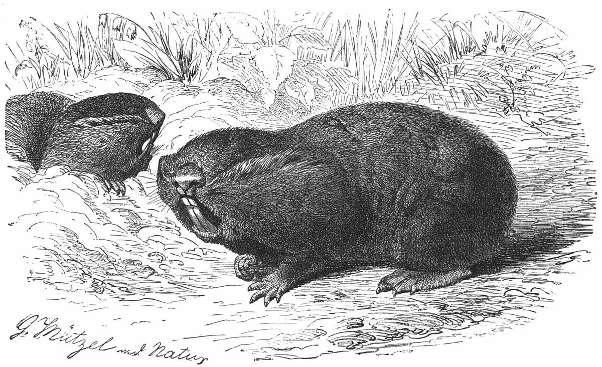 Слепыш 2. Обыкновенный слепыш (spalax microphthalmus). цокор слепыш и крот. обыкновенная слепушонка. слепыш обыкновенный рисунок.