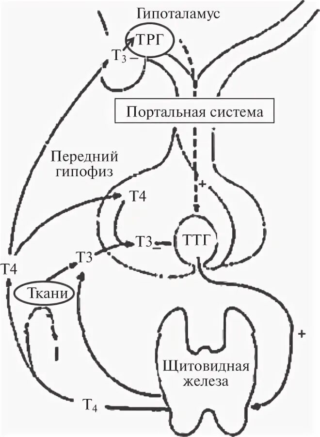Использование йода для синтеза гормонов. Синтез тиреоидных гормонов щитовидной железы схема. Регуляция синтеза гормонов щитовидной железы схема. Биосинтез тиреоидных гормонов схема. Механизм регуляции секреции гормонов щитовидной железы.