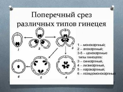Напиши название различных