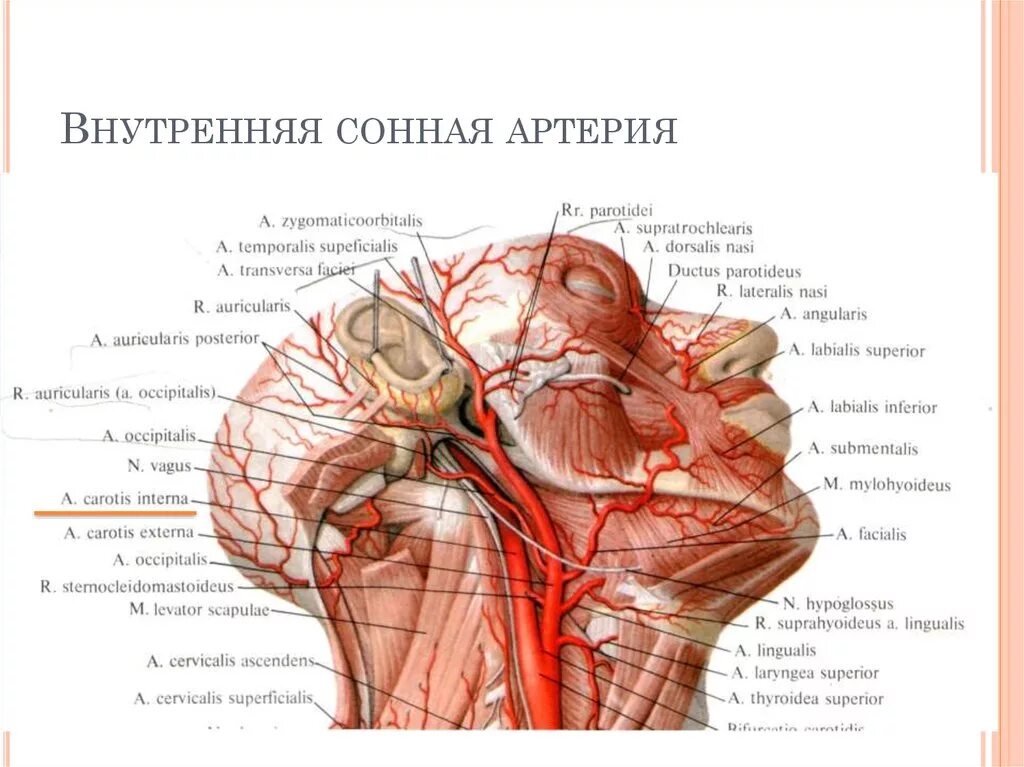 Внутренняя Сонная артерия анатомия ветви. Внутренняя Сонная артерия анатомия топография. Ветви сонной артерии анатомия. Лицевая артерия анатомия ветви. Сонные артерии на лице