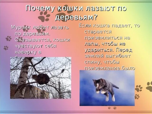Почему коты лазят. Кошки чтобы лазить по деревьям. как кошки приземляются на лапы. как кошки лазают по деревьям. почему коты всегда приземляются на лапы.