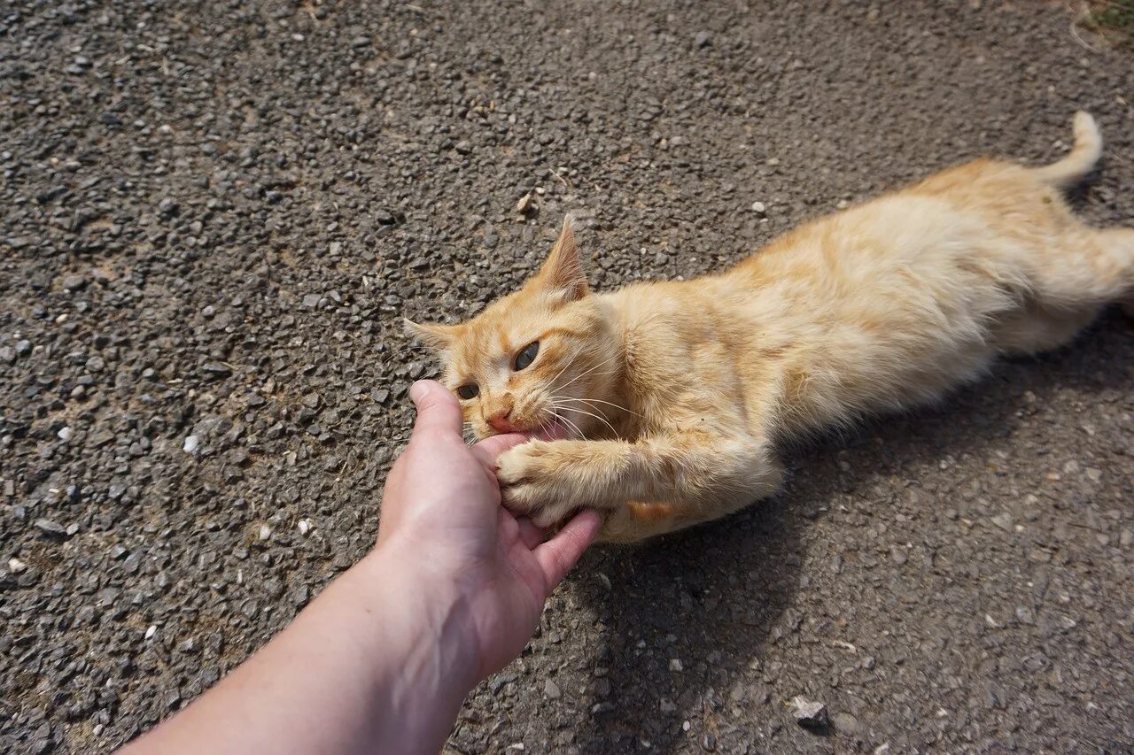 Кошка кусается причины. Кошка кусается. Смелый кот. Кошка утром кусается. Зачем кошки кусаются.