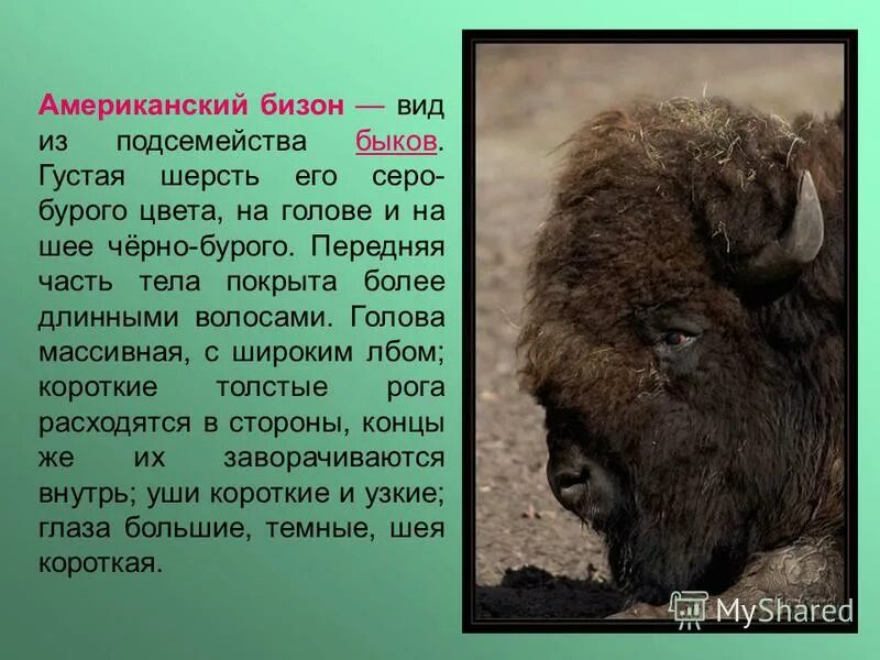 бизон описание