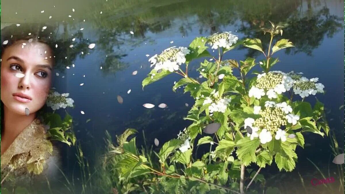 Песня над водой ой над водой. Девушка с черемухой. Цветет Калина у ручья. Калина цветет у реки. Цветущая черемуха у реки.