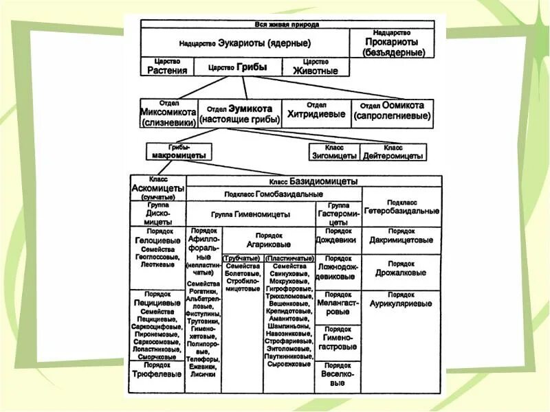 Грибы и высшие растения. Систематика грибы схема. царство грибы классификация схема. царство грибы схема.