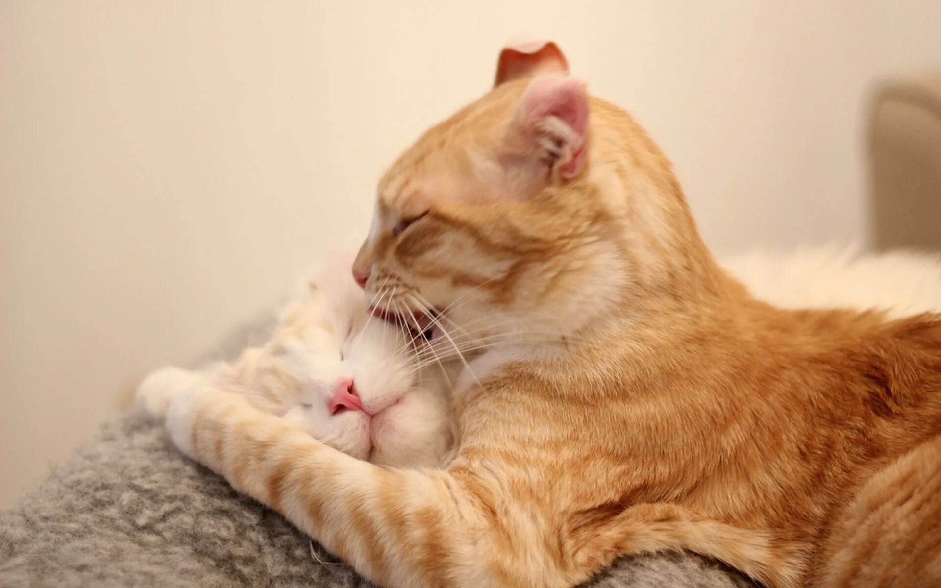 Рыжие котятки. Спящий кот. Ласковый рыжий кот. Ласковый рыжий кот. Котята обнимаются.