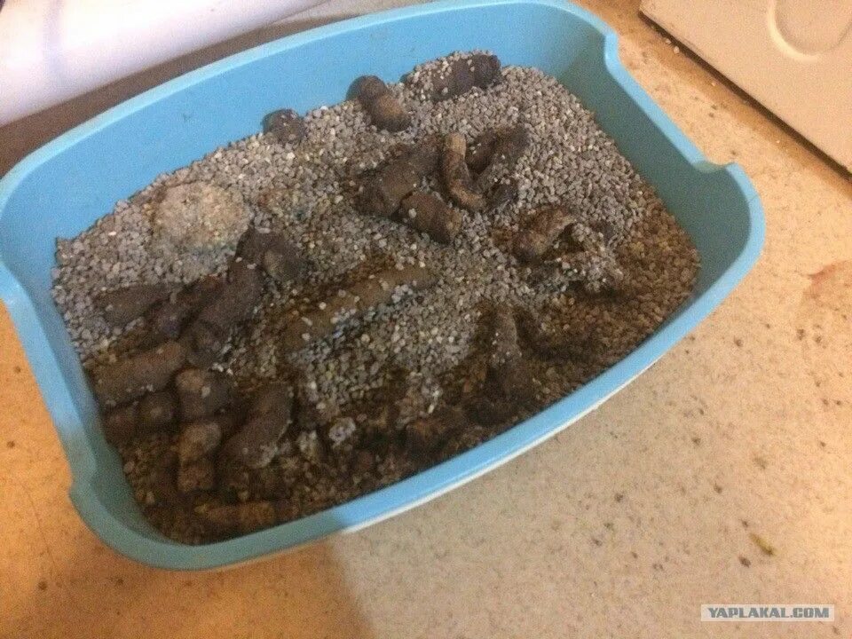 Кровь в кале в конце дефекации у кота, что это значит: лечение