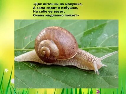 Улитка ударение