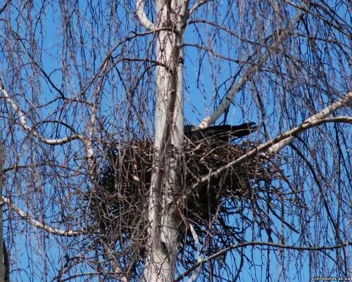 Гнездо вороны. Воронье гнездо на Березе. Ворона на Березе гнездо. Ворона на Березе.