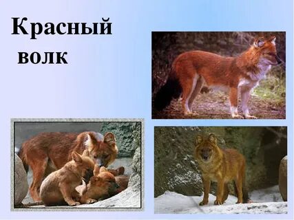 Животные красного края