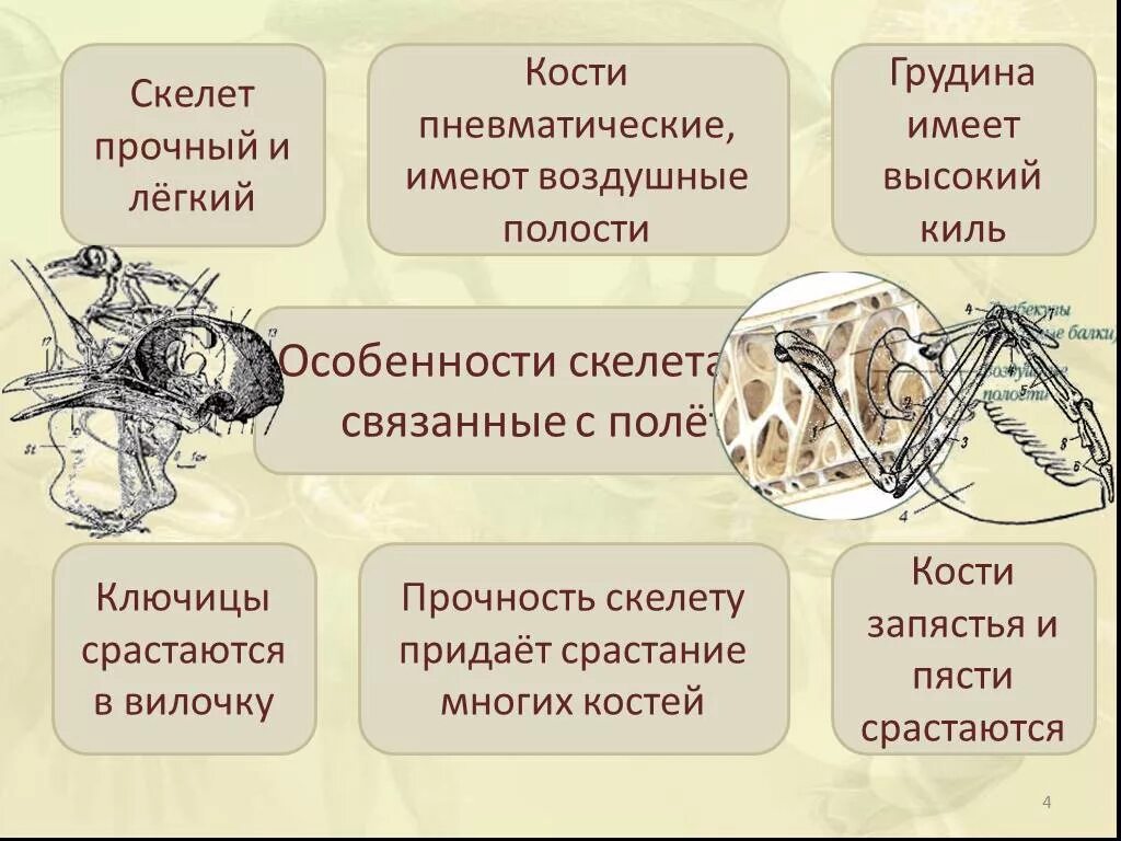 Стадии развития скелета животных