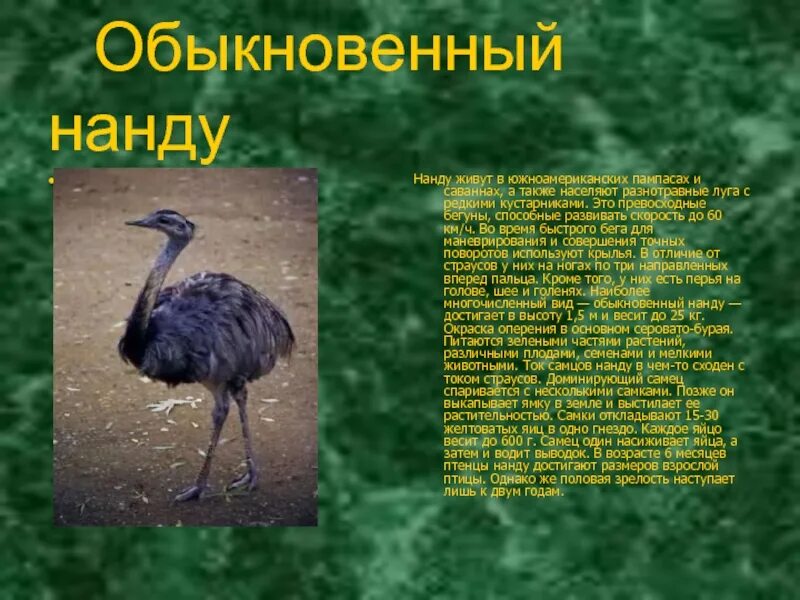 Птицы америки. Птица пампасов сканворд 5. Страус эму нанду казуар. Птица пампасов сканворд 5. Страус в пампасах.