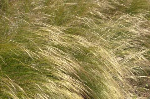 Peaux grasses