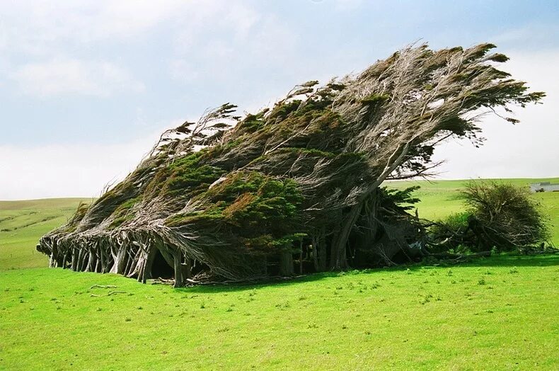 Пятьюдесятью деревьями. Слоуп Пойнт новая Зеландия. Мыс slope point, новая Зеландия. Гнутые деревья на слоуп Пойнт - новая Зеландия. Мыс slope point, новая Зеландия фото.