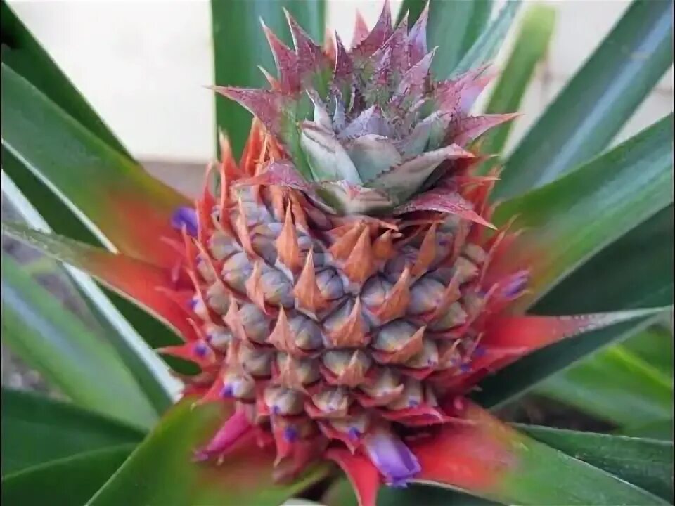 Сколько плодоносит ананас. Ananas comosus цветение. ананас корона цветок. ананас домашний цветок. сорт корона ананас.