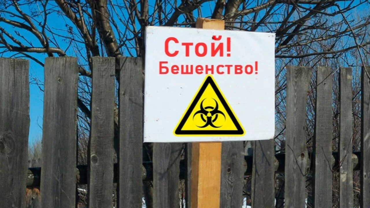 Карантин по бешенству. Карантин по бешенству животных. Картинка карантин снят. Карантин по бешенству животных. Карантин по бешенству фото.