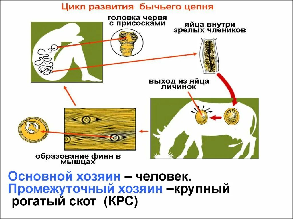 Жизненный цикл бычьего цепня начиная с яиц