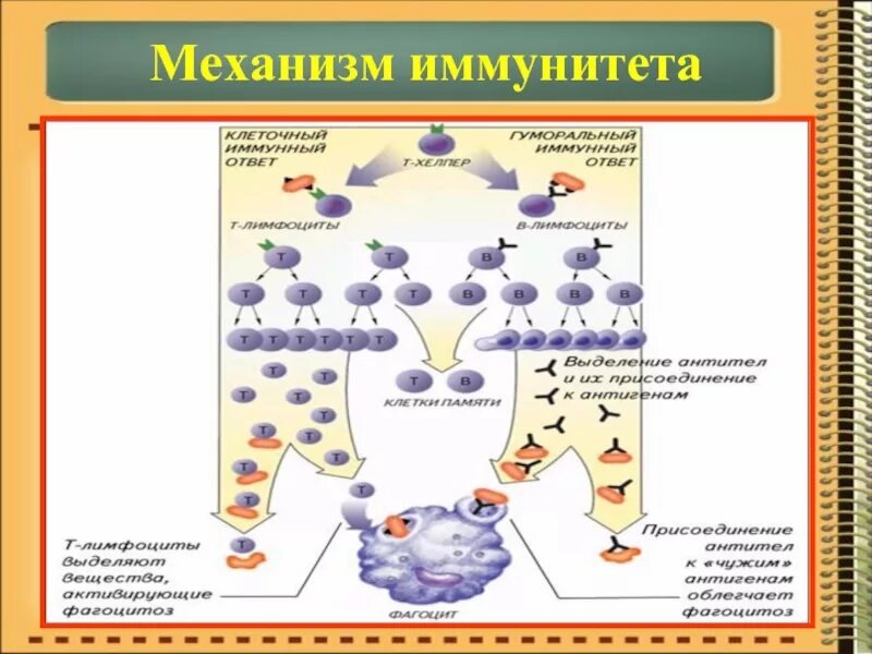 Какой иммунитет образуется. Механизм гуморального иммунитета схема. механизм клеточного и гуморального иммунитета. схема механизма образования иммунитета гуморальный. механизм образования клеточного иммунитета.