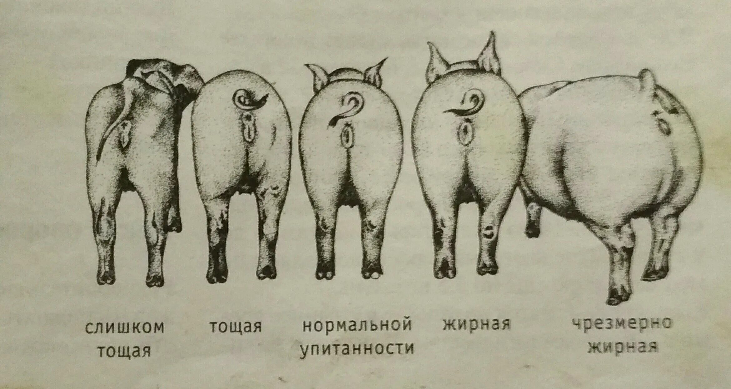 Потому что свинья. Упитанность свиноматок. Строение свиньи. Оценка свиней по упитанности. Свиньи упитанности схема.