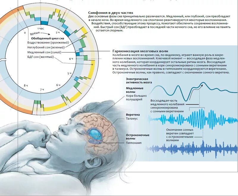 Активность мозга. Электрическая активность мозга. Физиология сна схема. Сон и бодрствование. Влияние на активность мозга