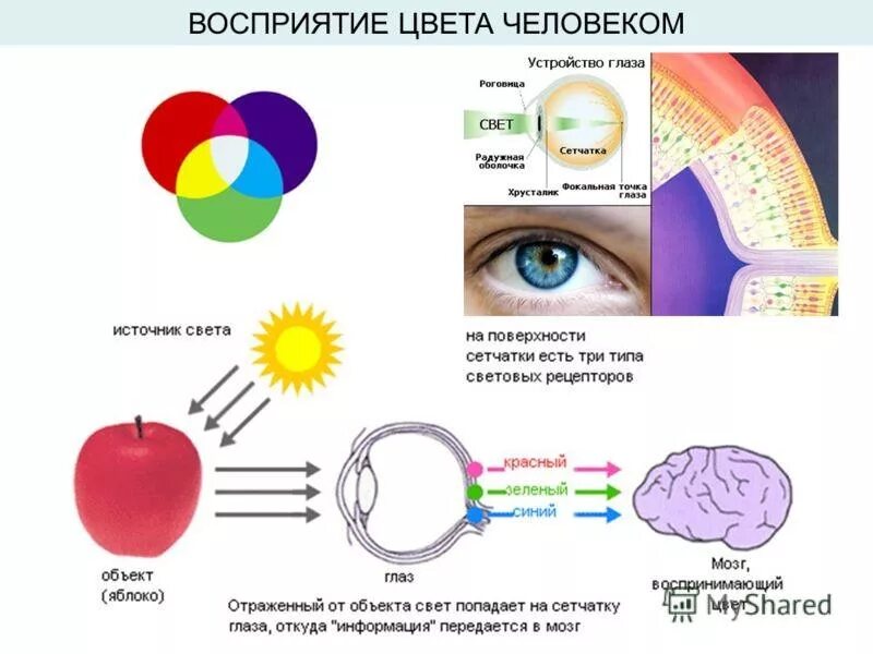 Какие точки зрения на причины и способы. Восприятие цвета глазом. Как глаз воспринимает цвет. Восприятие цвета человеком. Восприятие цвета схема.