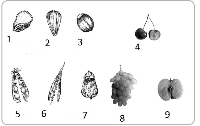 Тест ответами биология плод. Плоды 6 класс биология задания. Плоды без подписей. Типы плодов без подписей. Типы строения плода.