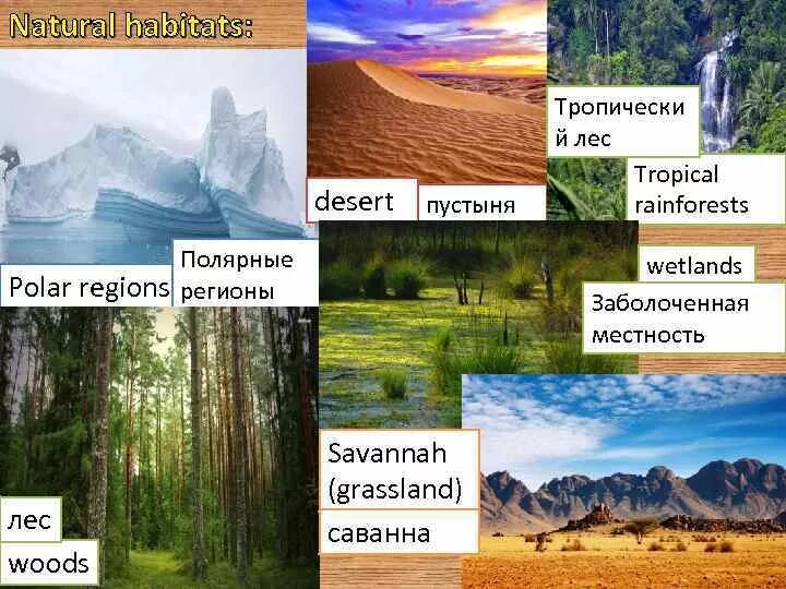 Habitat. Destruction of natural habitat. Loss of natural habitats. Natural habitats предложения. Habitat перевод.