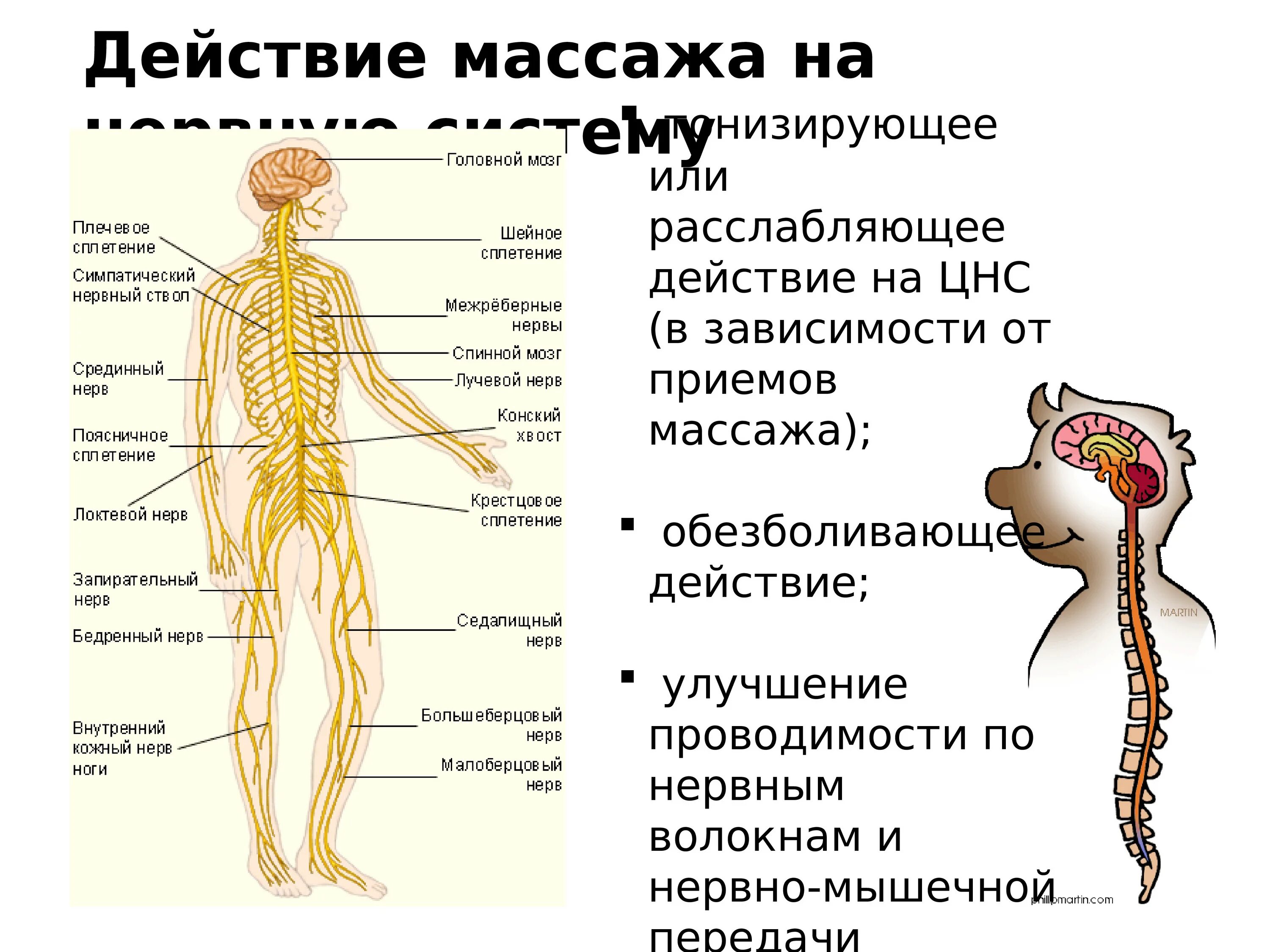 Действие массажа на организм. Воздействие массажа на организм человека. Механизм воздействия массажа на организм. Массаж и нервная система. Массажные действия